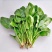 大叶菠菜