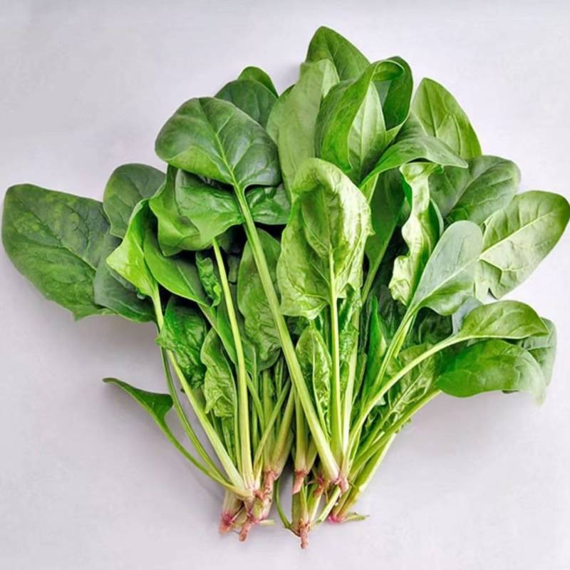 大叶菠菜