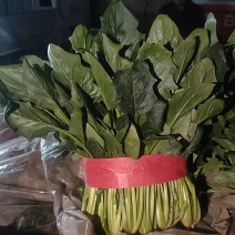 大叶菠菜25~30厘米山东聊城蔬菜基地直发全国发货