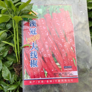 辣椒茄子苗