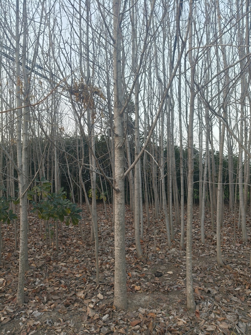 自家种植，清理了。全部30每棵