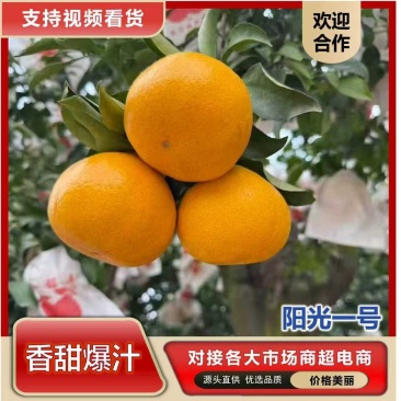 眉山柑橘阳光一号甘柚