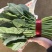 山东精品大叶菠菜/量大从优/产地直发/诚信经营
