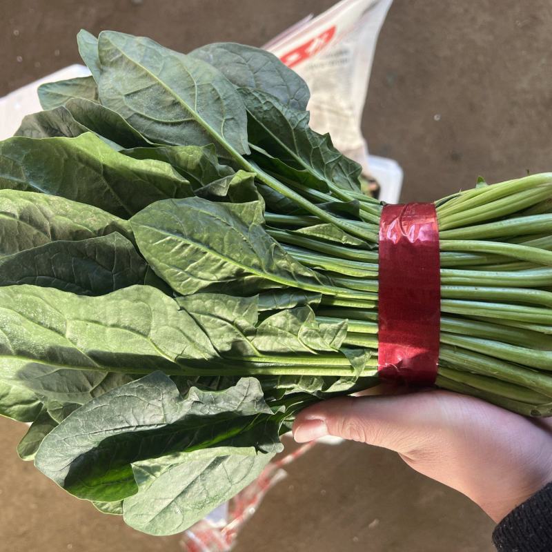 山东精品大叶菠菜/量大从优/产地直发/诚信经营