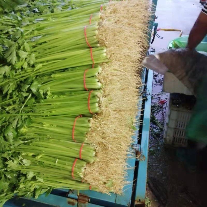 山东本地精品芹菜香芹/量大从优/产地直发/一手货源