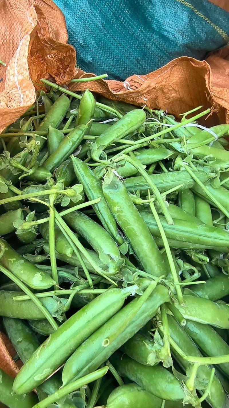 豌豆产地直发，品质有保证，欢迎各位老板来电咨询