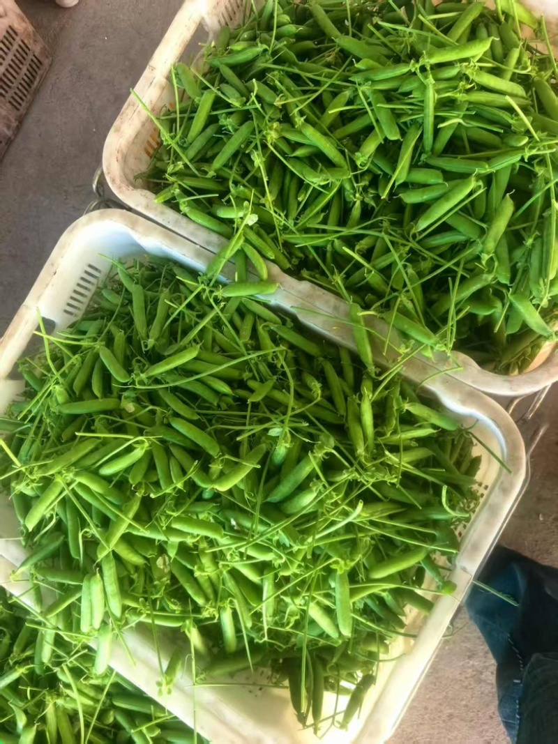 豌豆产地直发，品质有保证，欢迎各位老板来电咨询