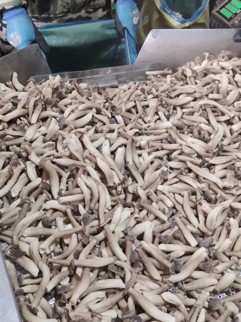 冷冻鹿茸菇，低温油炸专用冷冻品，vf用冷冻鹿茸