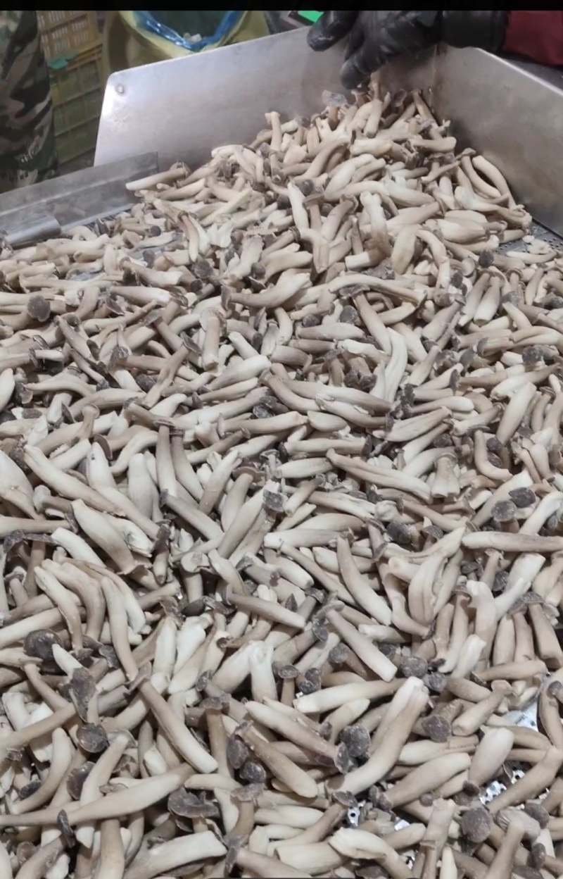 冷冻鹿茸菇，低温油炸专用冷冻品，vf用冷冻鹿茸