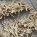 速冻冷冻鹿茸菇，低温油炸专用冷冻品，vf用冷冻鹿茸