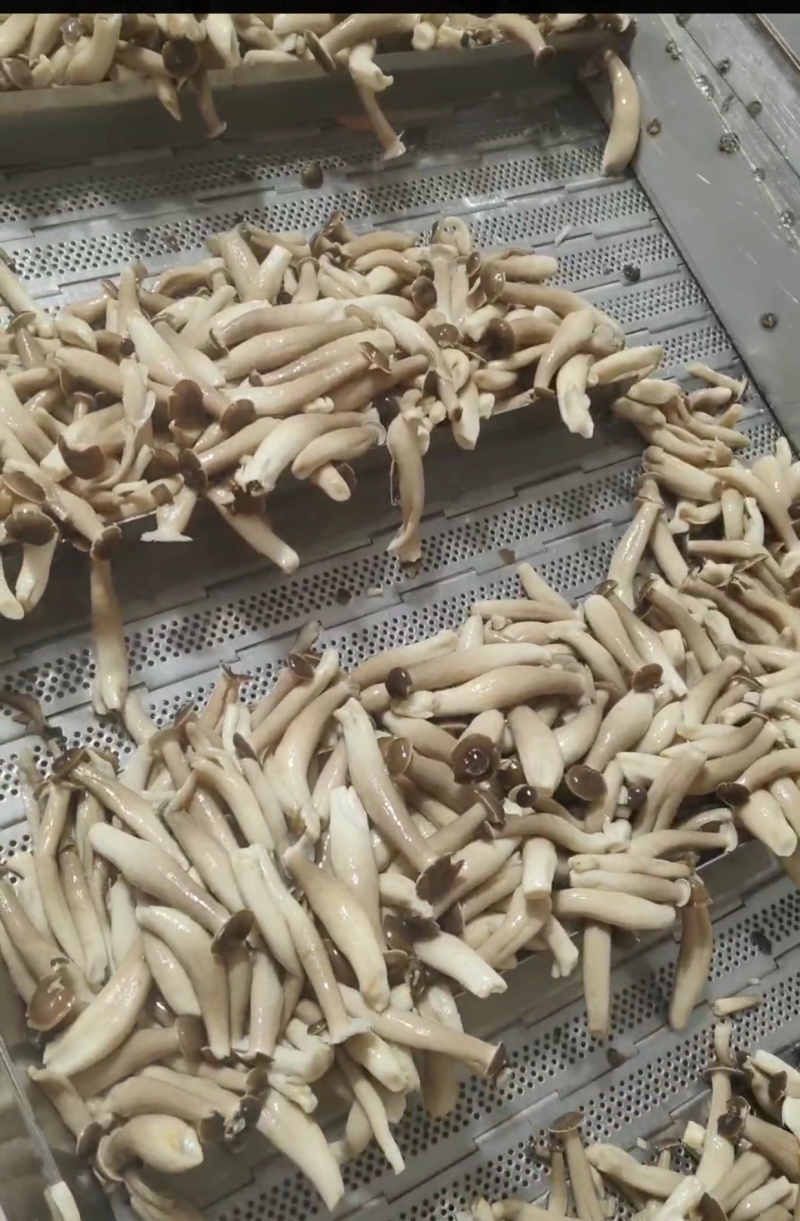 冷冻鹿茸菇，低温油炸专用冷冻品，vf用冷冻鹿茸