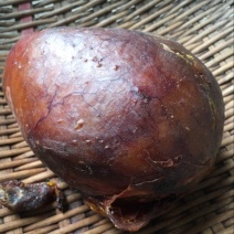 五年土鸡取出**鸡宝风干520克、入药上选