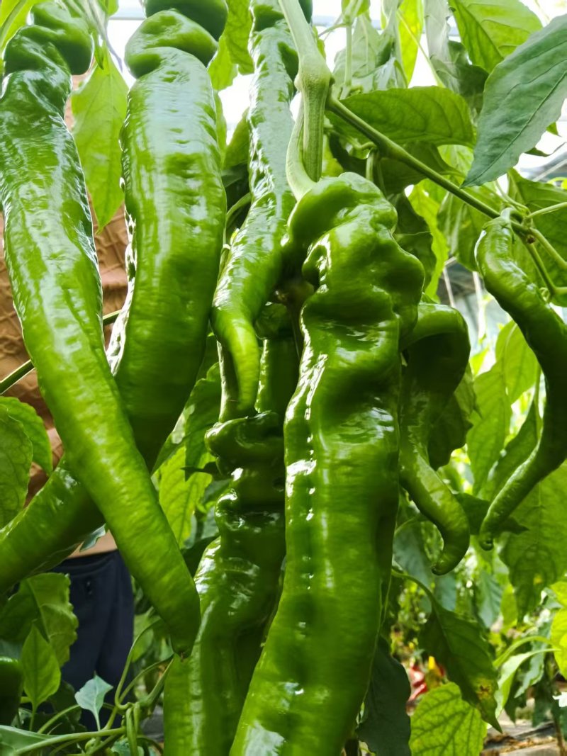 宁夏新鲜上市螺丝椒价格优惠对接全国量大从优欢迎询价