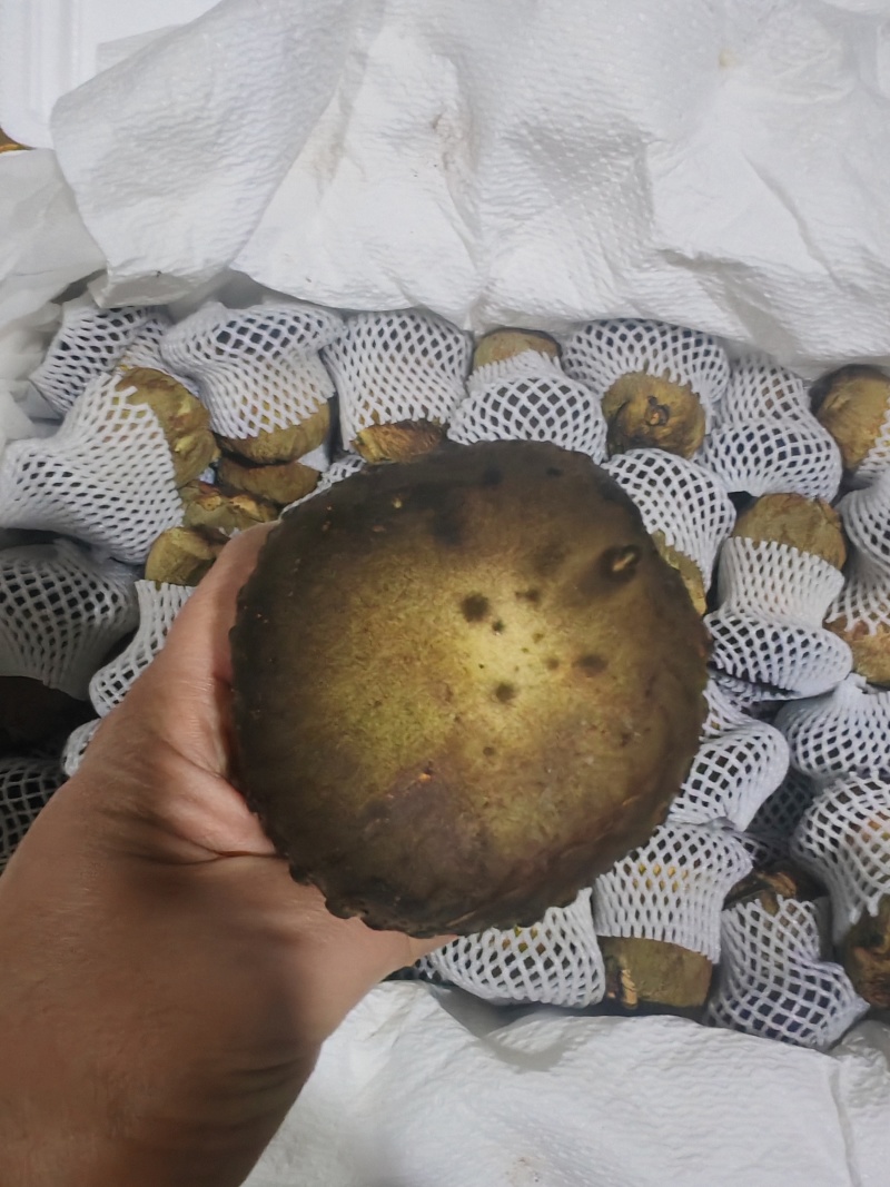 云南牛肝菌