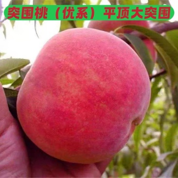山东桃树苗果园直发突围桃春晓夏甜桃春雪桃不活补新苗