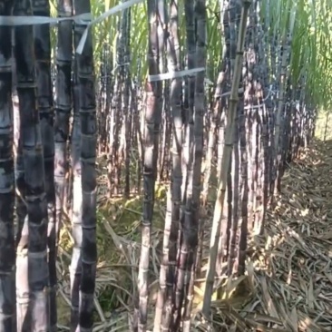 黑皮甘蔗