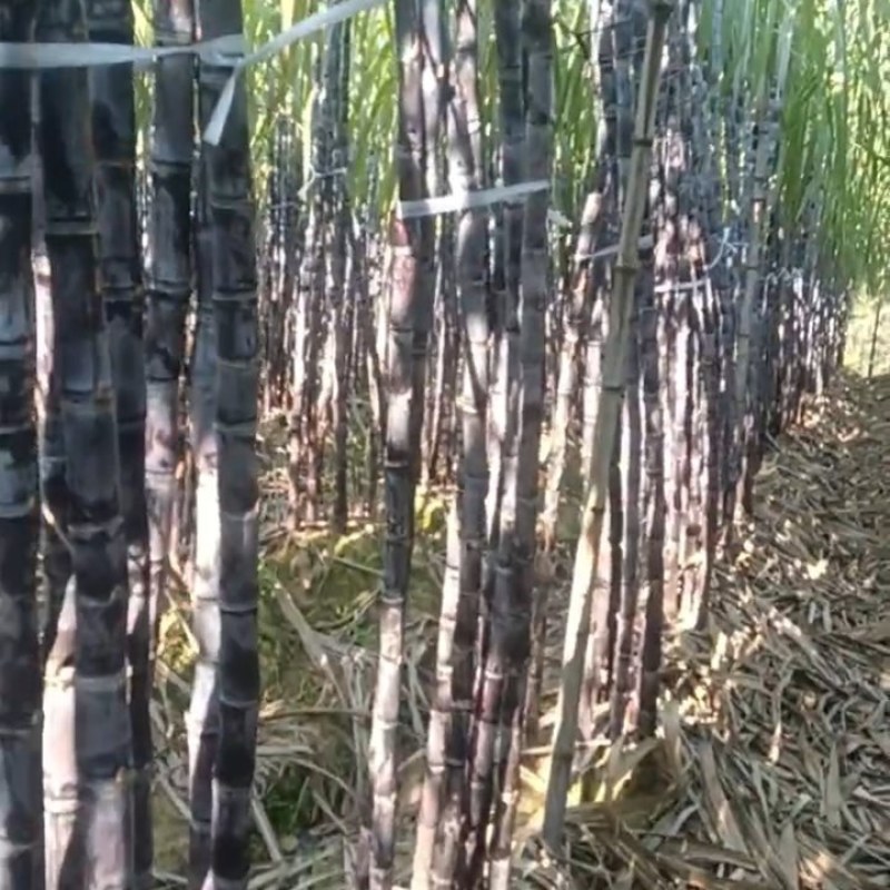 黑皮甘蔗