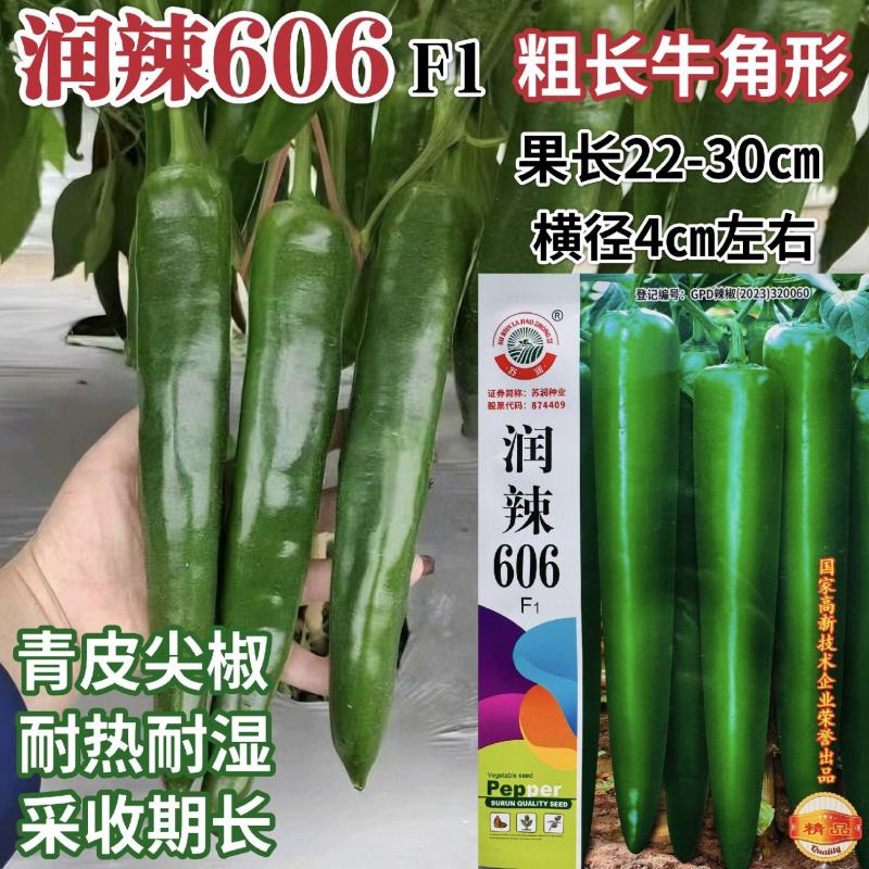 牛角椒种子润辣606牛角椒大果型中辣大青皮早熟辣椒种子