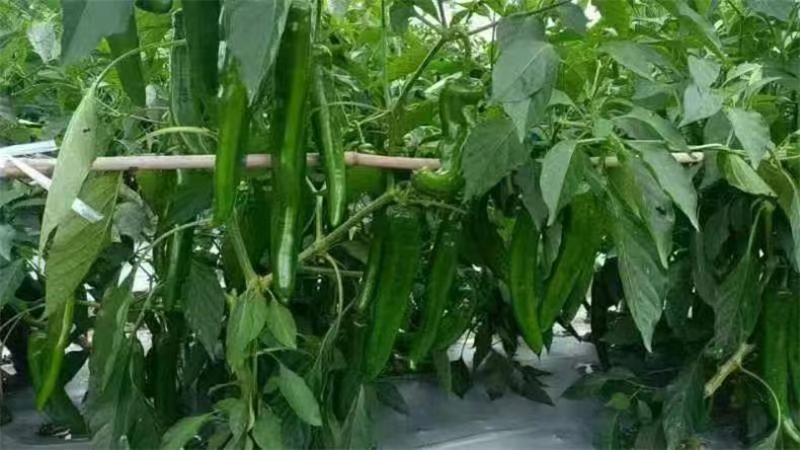 牛角椒种子润辣606牛角椒大果型中辣大青皮早熟辣椒种子