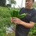 牛角椒种子润辣606牛角椒大果型中辣大青皮早熟辣椒种子