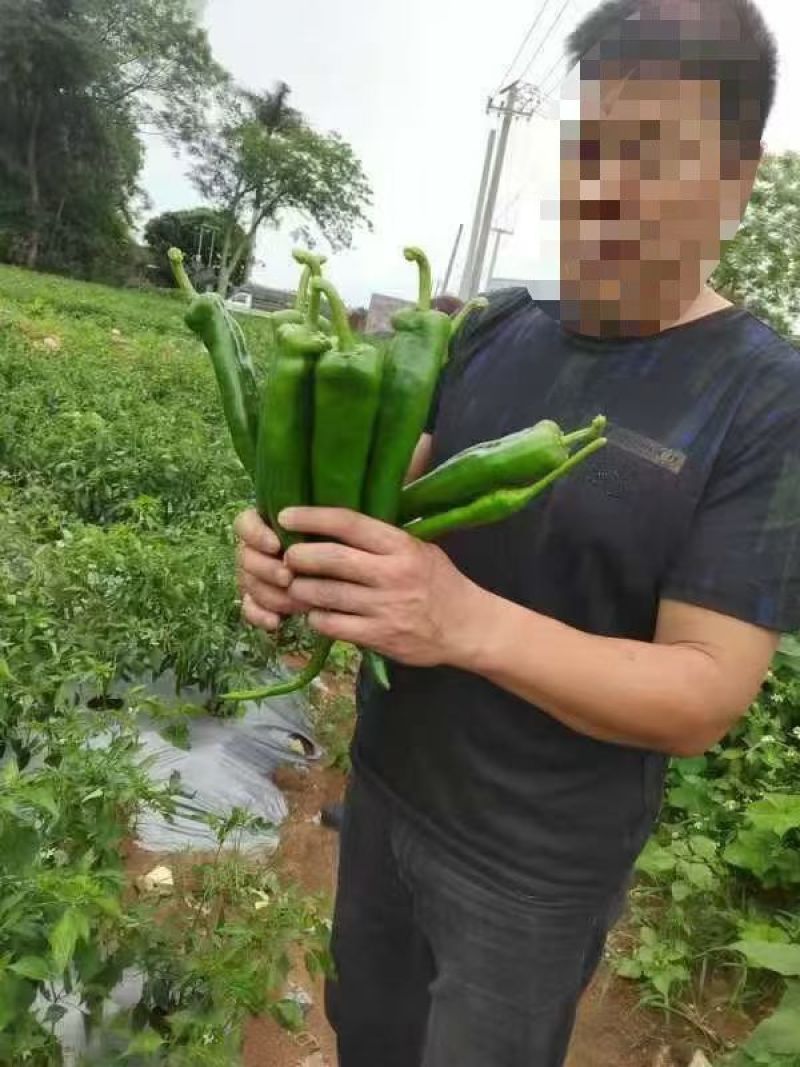 牛角椒种子润辣606牛角椒大果型中辣大青皮早熟辣椒种子
