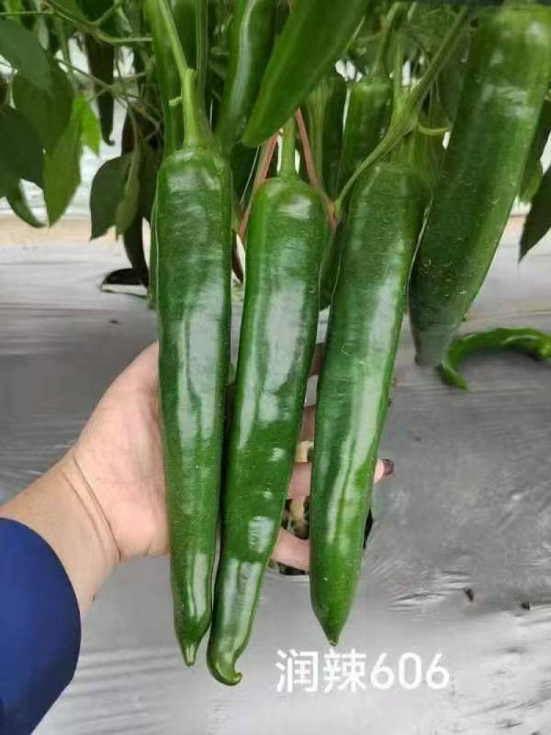 牛角椒种子润辣606牛角椒大果型中辣大青皮早熟辣椒种子