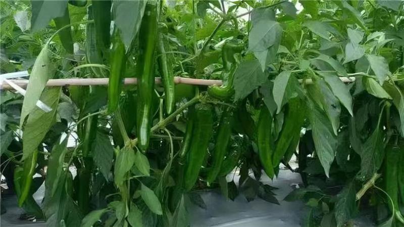 牛角椒种子润辣606牛角椒大果型中辣大青皮早熟辣椒种子