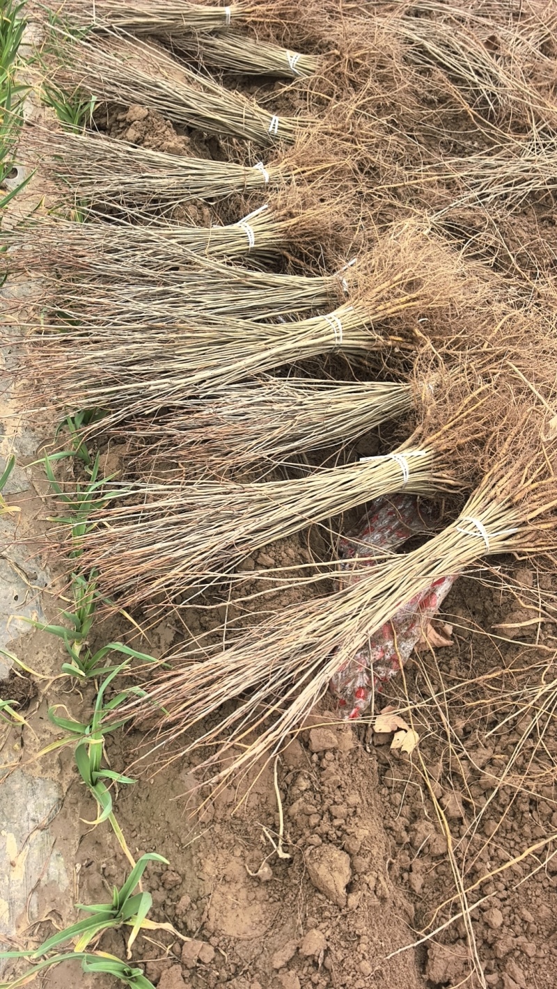 紫穗槐：荒野中的绿色卫士，固土养地，花开如紫瀑，生态与美