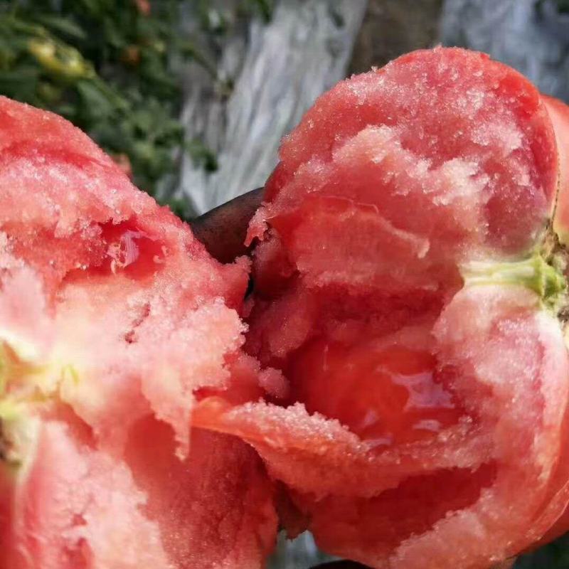 进口普罗旺斯番茄苗西红柿苗沙瓤柿子皮薄抗病毒口感酸甜