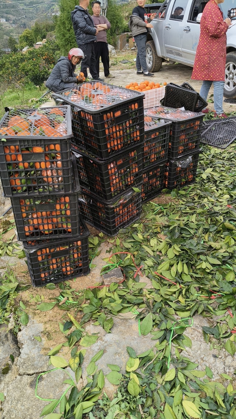奉节脐橙纽荷尔