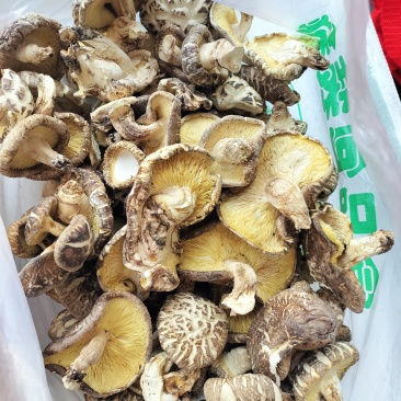 椴木香菇