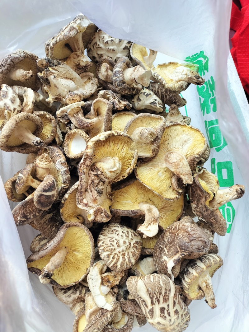 椴木香菇