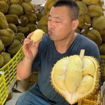 金枕榴莲一手批发价格，A果保5房，坏果包赔