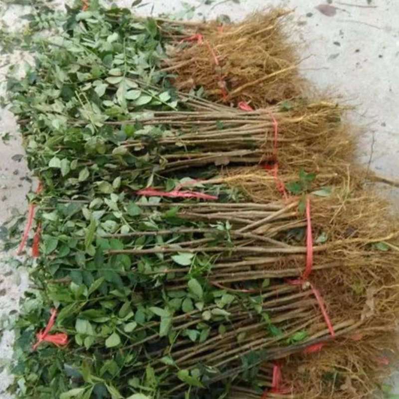 花椒苗大红袍花椒苗产量高用来做围墙既有效益又有防护作用