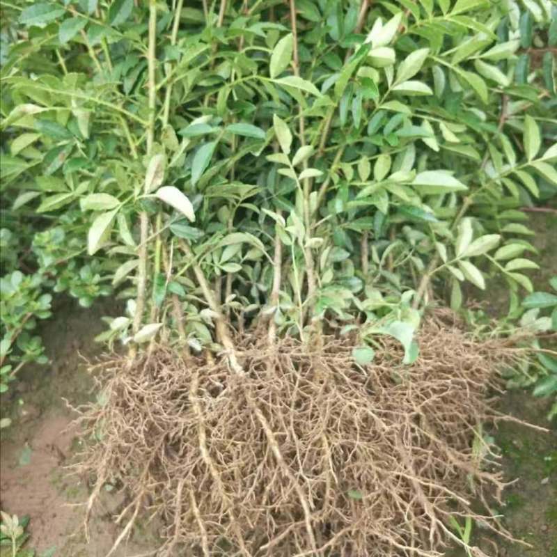 花椒苗大红袍花椒苗产量高用来做围墙既有效益又有防护作用