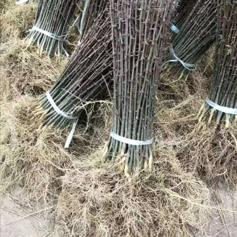 花椒苗大红袍花椒苗产量高用来做围墙既有效益又有防护作用