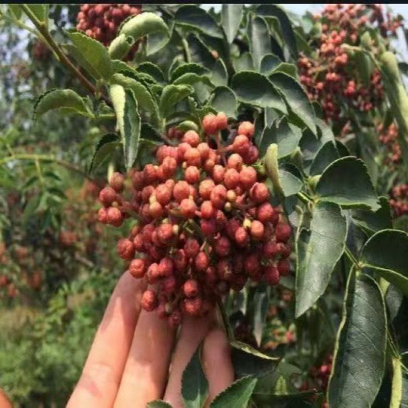 花椒苗大红袍花椒苗产量高用来做围墙既有效益又有防护作用