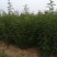 花椒苗大红袍花椒苗产量高用来做围墙既有效益又有防护作用