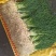 野葱