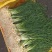 野葱