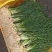 野葱