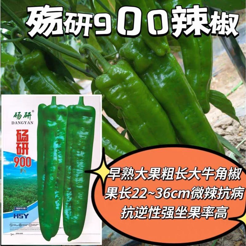 辣椒种子砀研900大果粗长牛角椒种子早熟高产抗病微辣辣椒