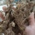 黄芩，不含任何添加剂，假一赔十