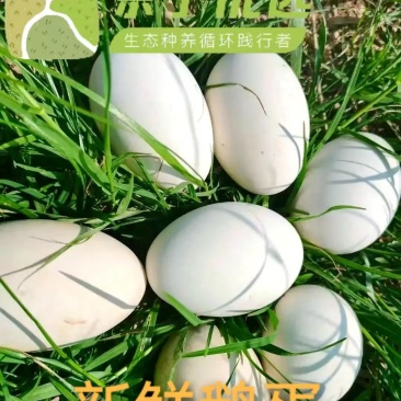 新鲜农家鹅蛋