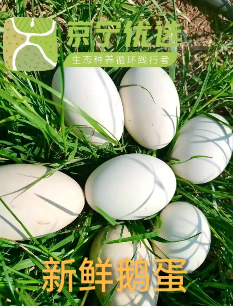 新鲜农家鹅蛋