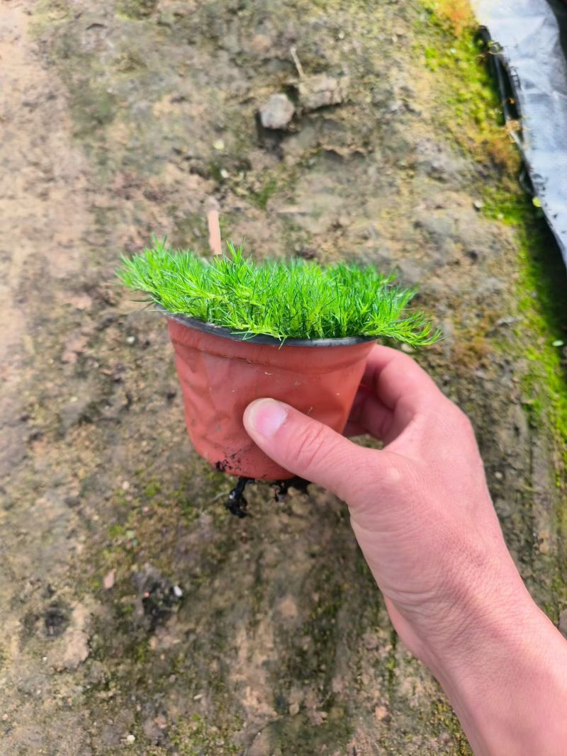 爱尔兰珍珠草