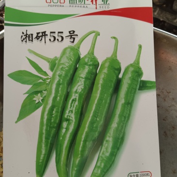 湖南软皮椒湘研55号香软辣产量高带土保湿包邮