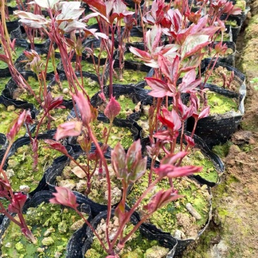 芍药
