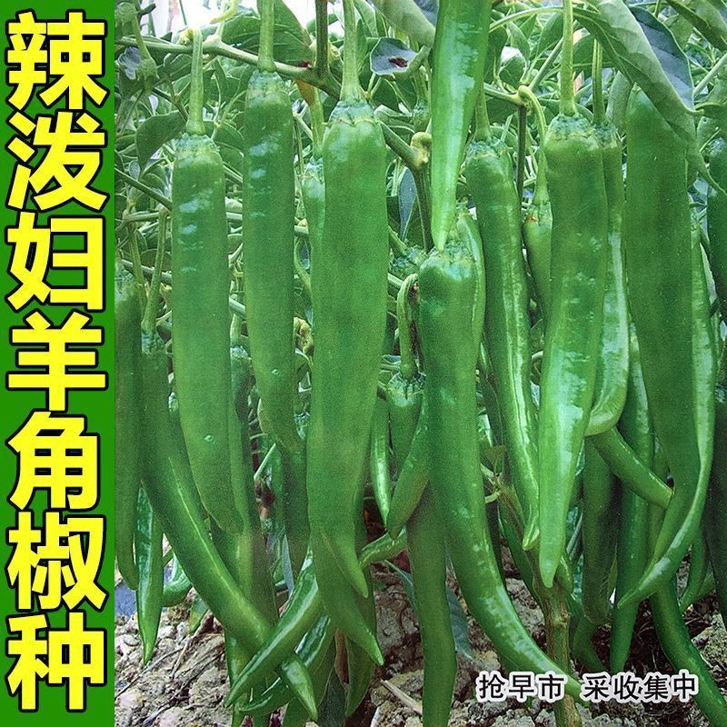 辣椒种子农望辣泼妇辣椒种子羊角椒种子辣味浓泼妇辣椒种籽