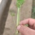 皇后芹菜苗